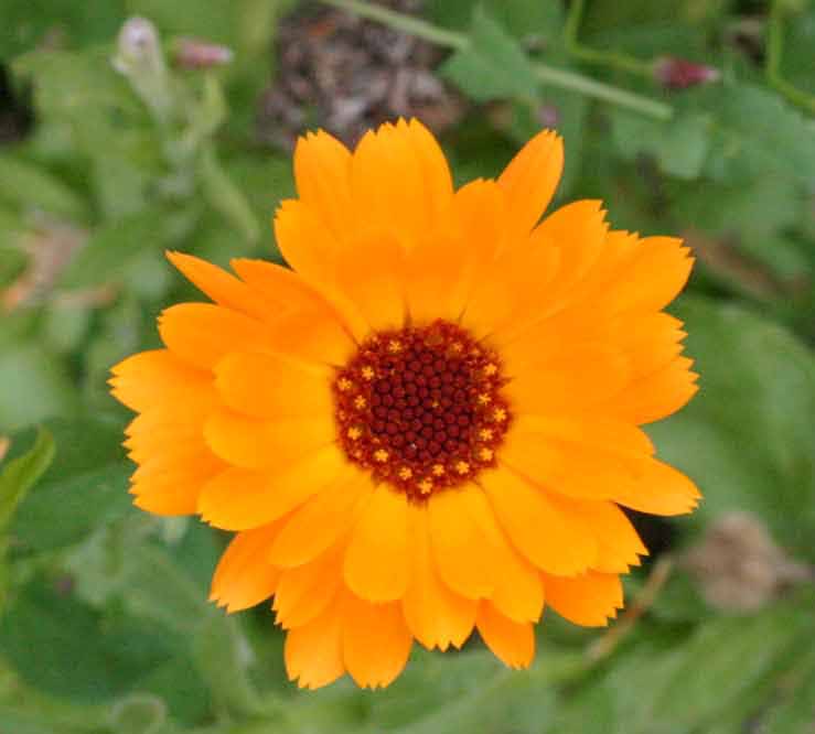 Calendula arvensis