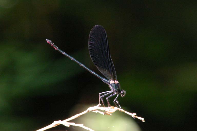 Calopteryx haemorrhoidalis