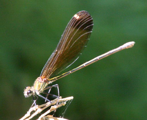 Calopteryx haemorrhoidalis