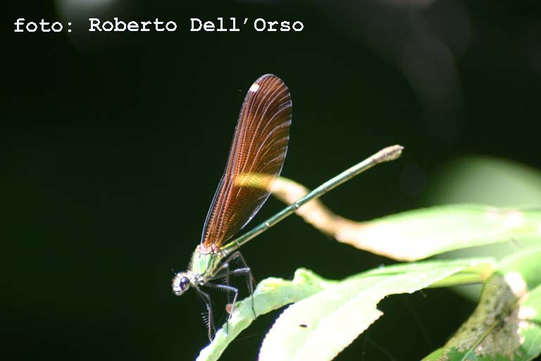 Calopteryx haemorrhoidalis