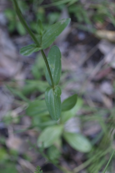 Centaurium erythraea sl.