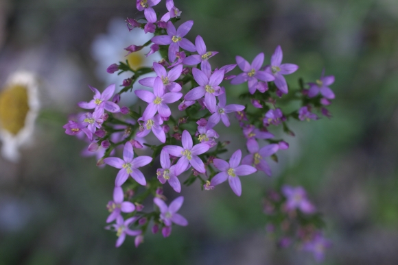 Centaurium erythraea sl.