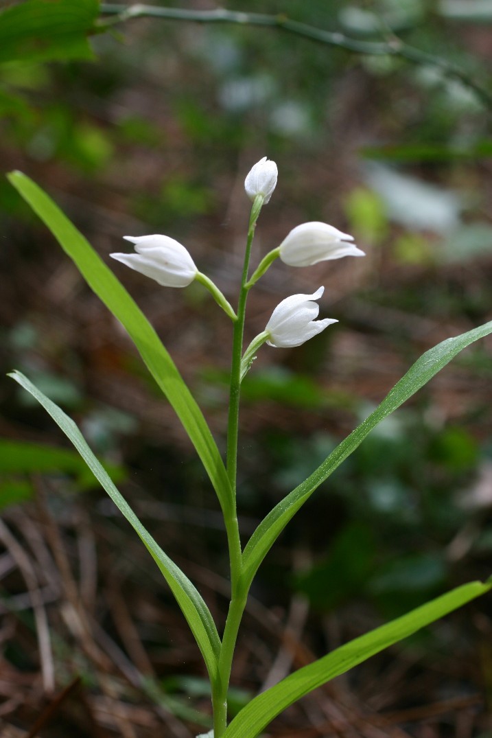 Cephalanthera longifolia