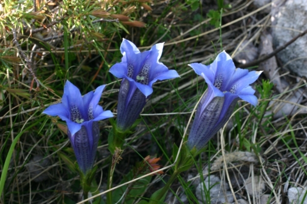 Gentiana clusii e Gentiana acaulis a confronto