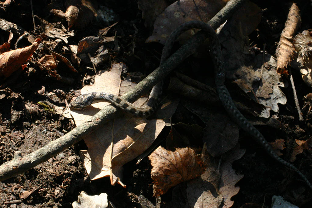 Coronella girondica