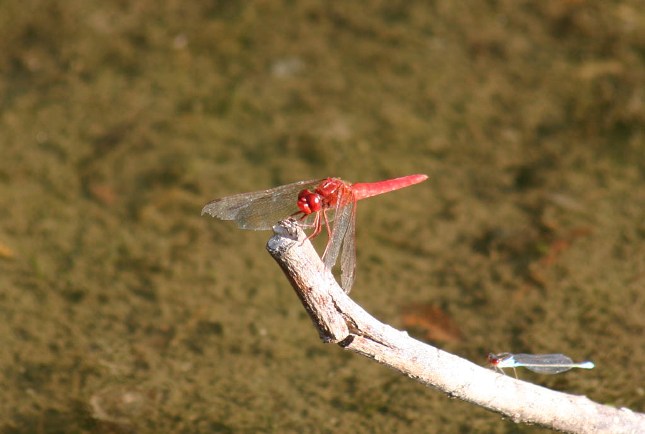 L''intruso - Erythromma viridulum maschio