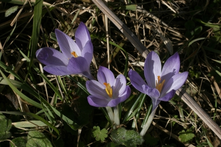 Crocus vernus e C. biflorus