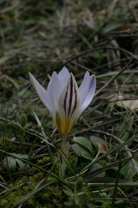 Crocus Monti Pisani - Crocus biflorus Miller