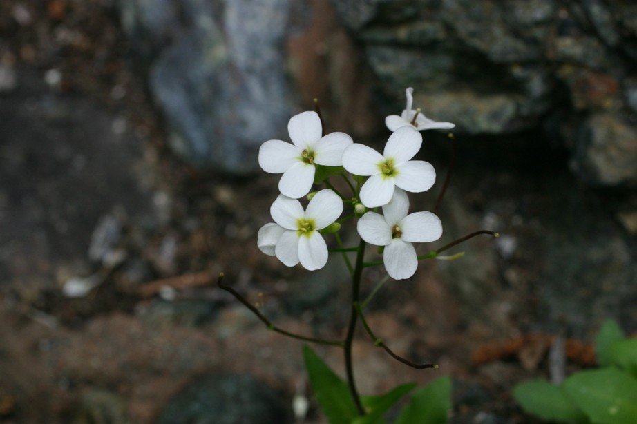 Arabis alpina subsp. caucasica