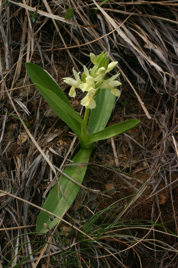 Dactylorhiza sambucina