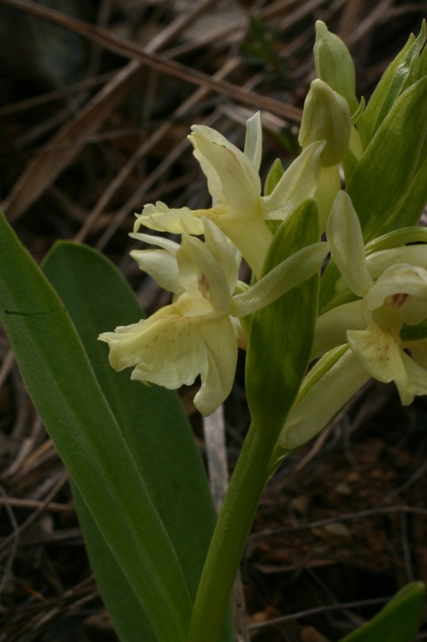 Dactylorhiza sambucina