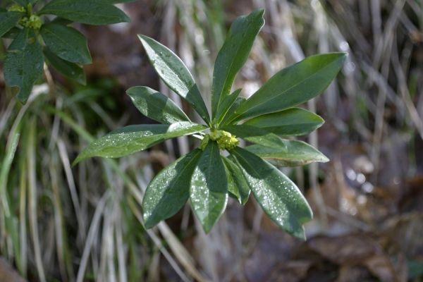 Alpi Apuane - Daphne laureola