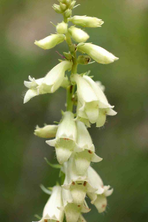 Digitalis lutea