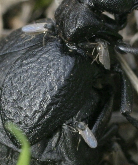 Ditteri su meloe: femmine di Ceratopogonidae