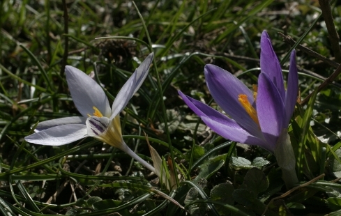 Crocus vernus e C. biflorus