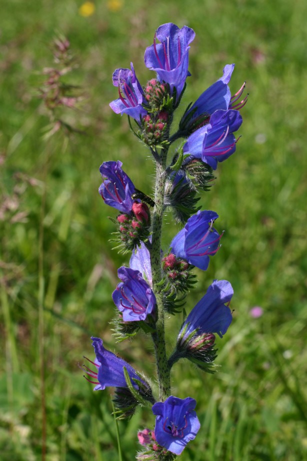 Echium plantagineum