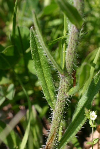 Echium plantagineum