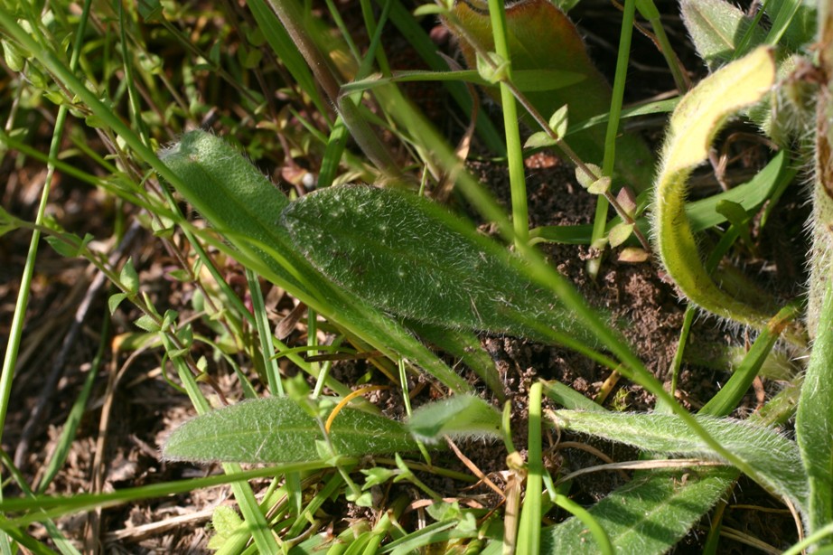 Echium plantagineum