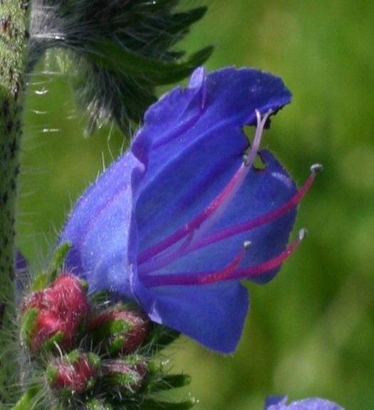 Echium plantagineum