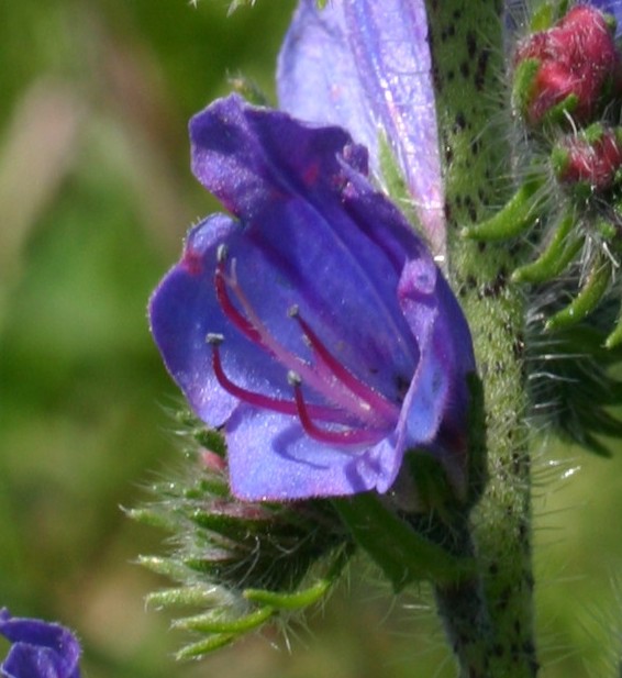 Echium plantagineum