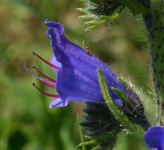 Echium plantagineum