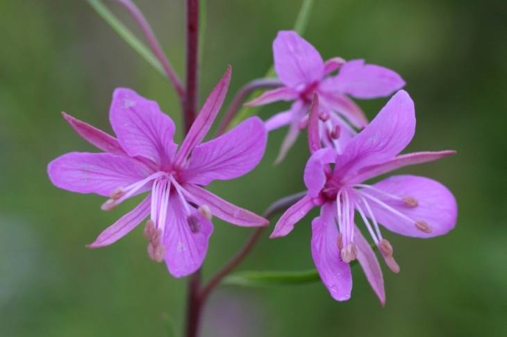 Chamaenerion dodonaei (ex Epilobium dodonaei)/ Garofanino di Dodonaeus