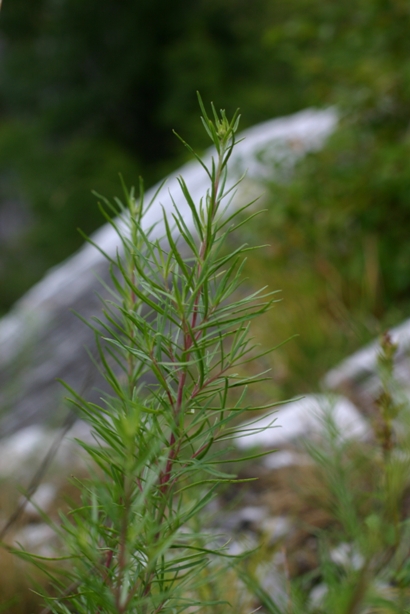 Chamaenerion dodonaei (ex Epilobium dodonaei)/ Garofanino di Dodonaeus