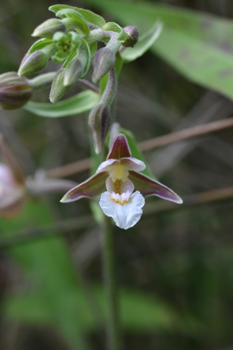 Epipactis palustris nel pisano