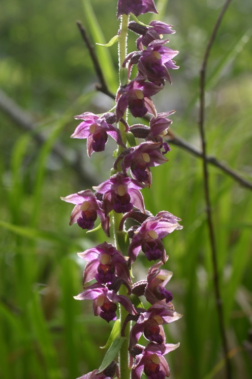 Epipactis apuana