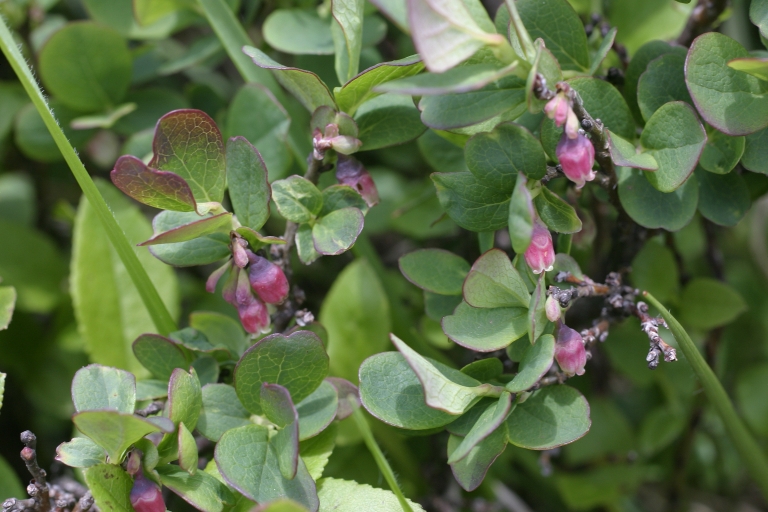 Vaccinium uliginosum