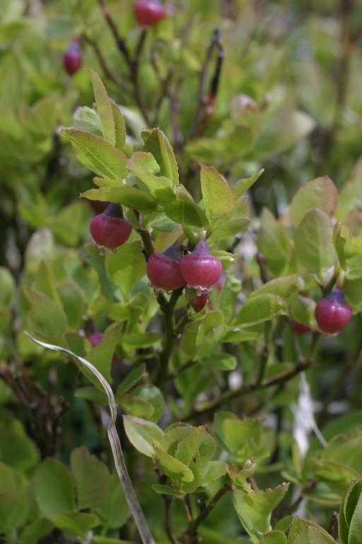 Vaccinium myrtillus