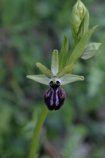 Ophrys a Punta Falcone