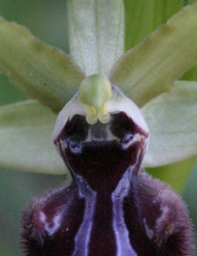 Ophrys a Punta Falcone
