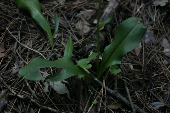 Platanthera chlorantha