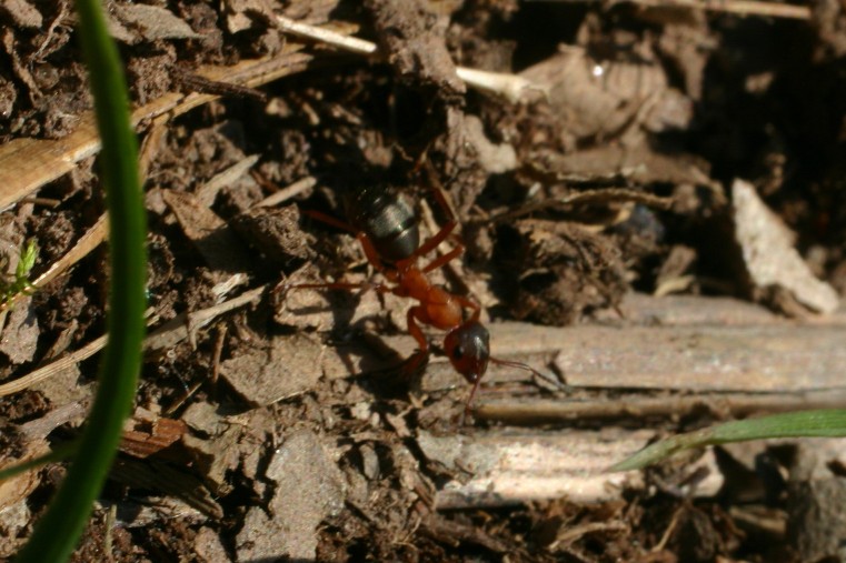 Formica gruppo rufa