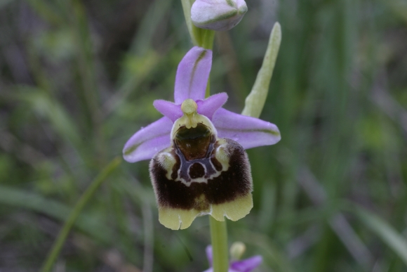 Ophrys holosericea a bordo giallo