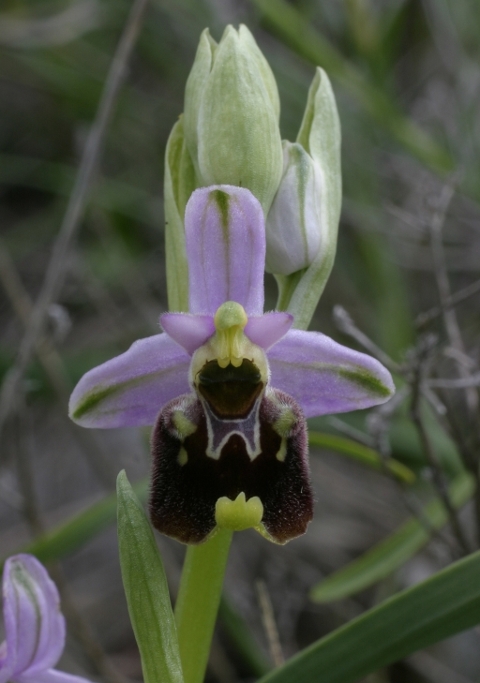 Ophrys holosericea subsp. holosericea (Monti Pisani)