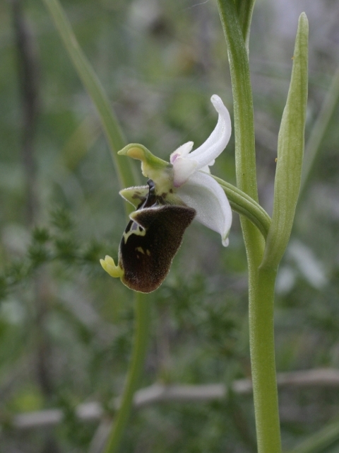 Ophrys holosericea subsp. holosericea (Monti Pisani)