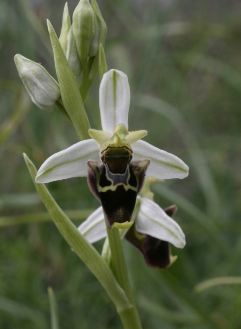 Ophrys holosericea subsp. holosericea (Monti Pisani)