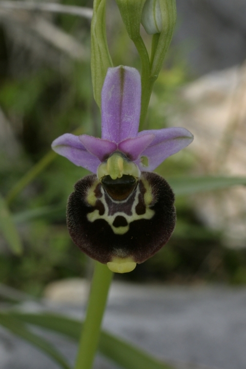 Ophrys holosericea subsp. holosericea (Monti Pisani)