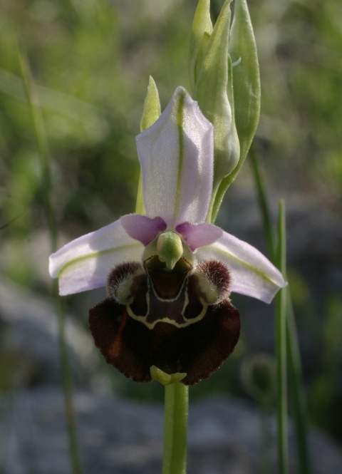 Ophrys holosericea subsp. holosericea (Monti Pisani)