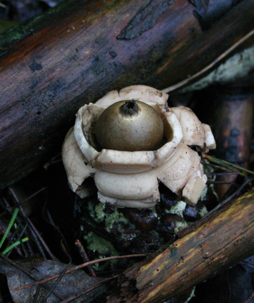 Geastrum triplex