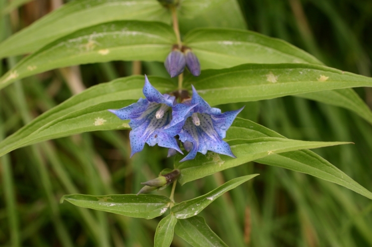 Alpi Apuane, Gentiana asclepiadea