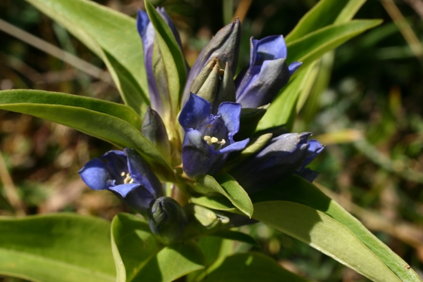 Gentiana cruciata