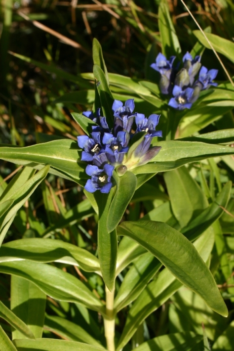 Gentiana cruciata