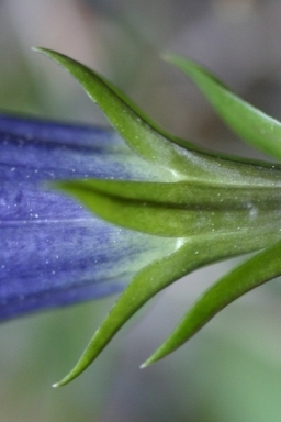 Gentiana clusii e Gentiana acaulis a confronto