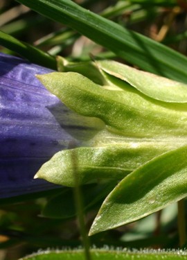 Gentiana clusii e Gentiana acaulis a confronto