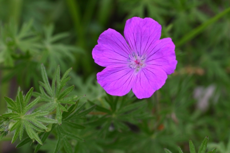 Geranio delle Apuane - Geranium sanguineum