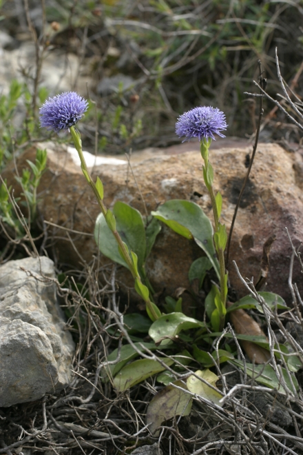 globularia pisana - Globularia bisnagarica