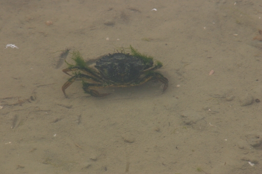 Carcinus sp. alla Diaccia